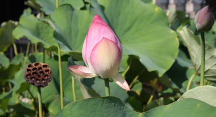 咲く花あれば散る花あり