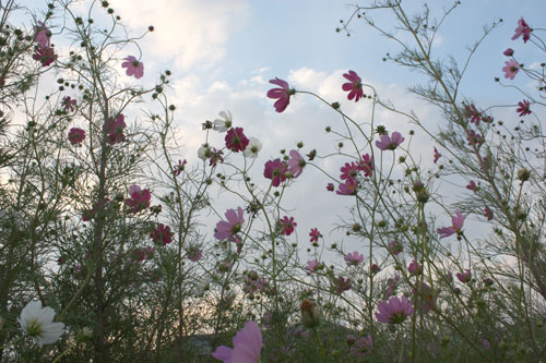 秋桜（コスモス）