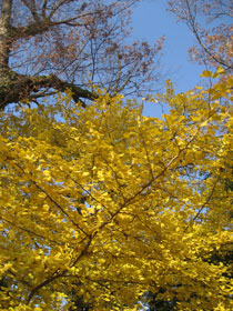 0912gyoen3.jpg