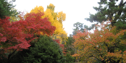 京都御苑の紅葉