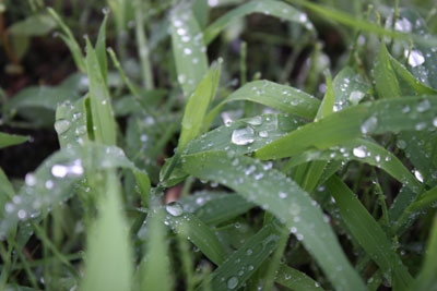 雨にぬれる露草