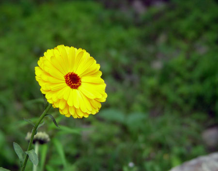 Flowers and Pｌants in Tibet