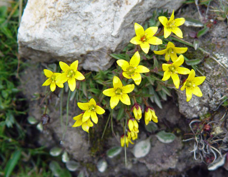 Flowers in Tibet