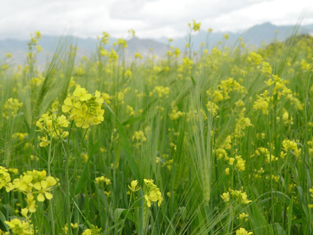 Flowers and Pｌants in Tibet