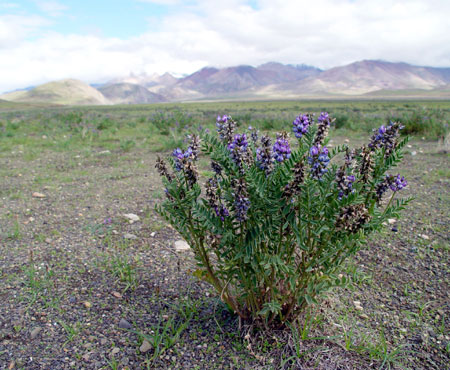 Flowers and Pｌants in Tibet