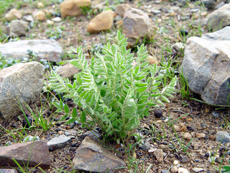 Pｌants in Tibet