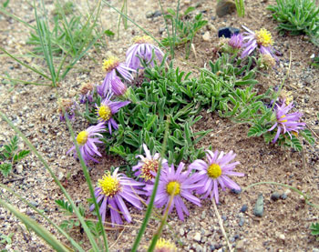 Flowers and Pｌants in Tibet　－№9－