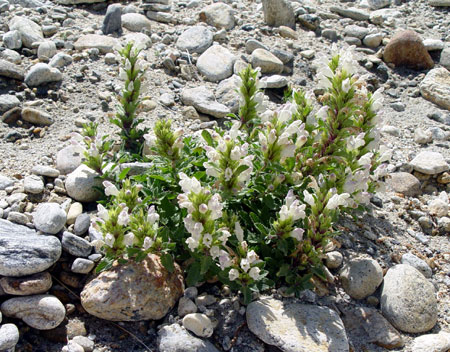 Flowers and Pｌants in Tibet　－№11－