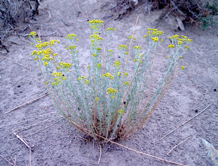 Flowers and Pｌants in Tibet