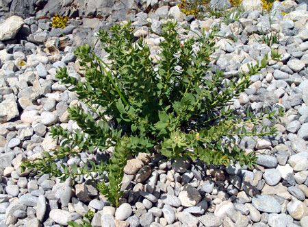 Flowers and Pｌants in Tibet　－№16－