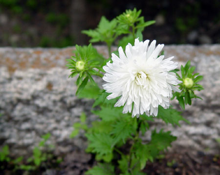 Flower-in-Tibet