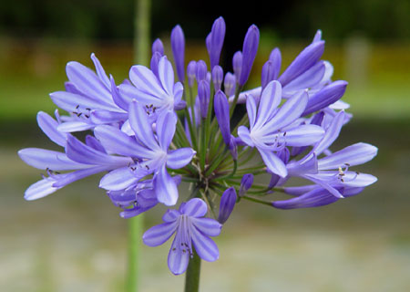 Flowers in Tibet