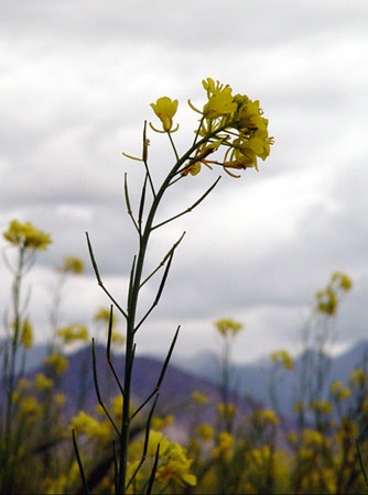 Ｆlower in Tibet