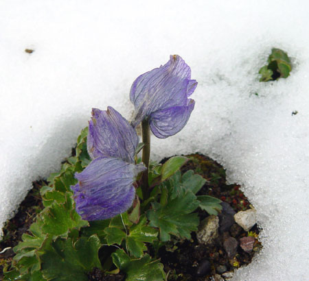 Flowers and Pｌants in Tibet