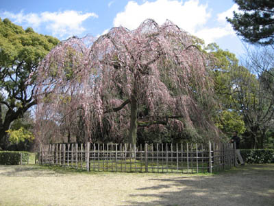 御所のしだれ桜