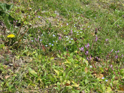 野の花