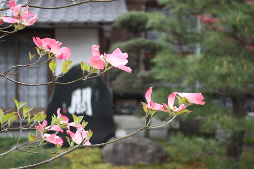 花水木