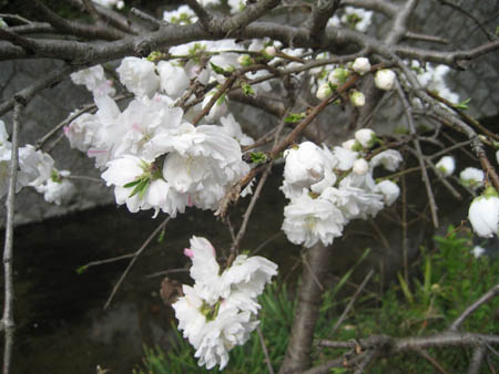 八重桜