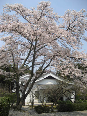 円照寺の桜