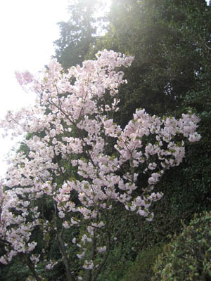 円照寺　八重桜