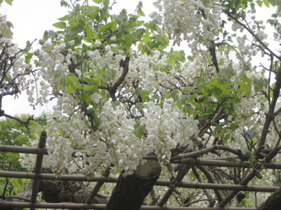 金華山公園の藤