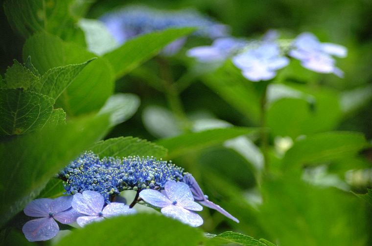 紫陽花の季節ですね