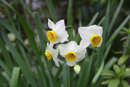 研究所前の花壇に咲く水仙