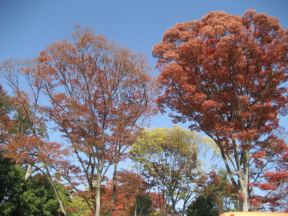 大徳寺駐車場横の紅葉（昨年）