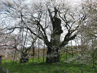 お達磨の桜