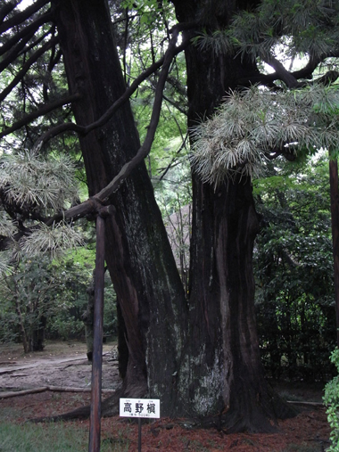 平林寺_高野槇