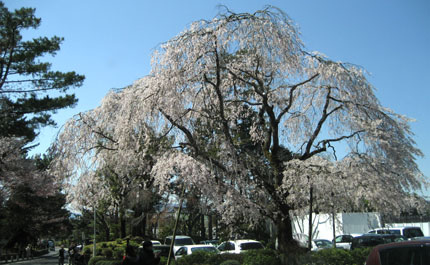 南禅寺の桜