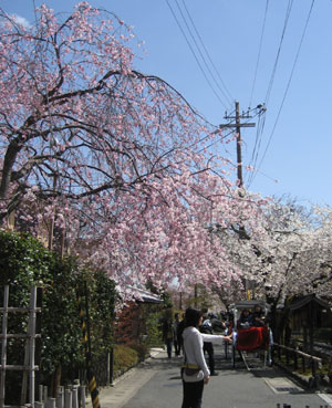 宝厳院前の垂れ桜