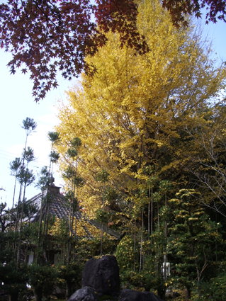 紅葉のコントラスト