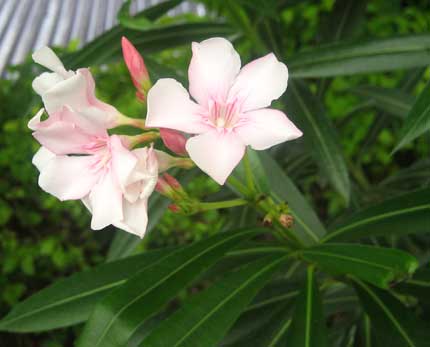 インドの花