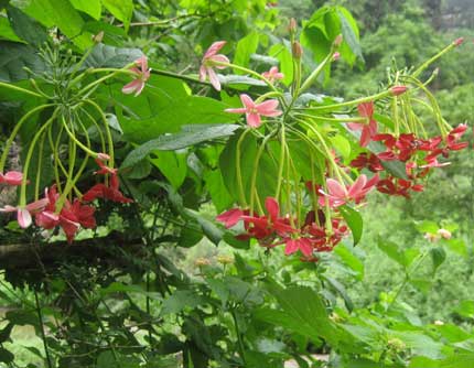 インドの花