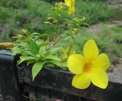 インドの花