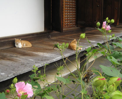 猫ものんびり_浄瑠璃寺