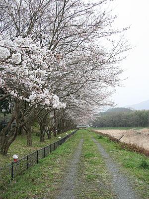 桜並木をひとりじめ