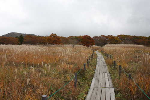 八島湿原のすすき野原