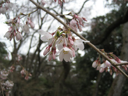 しだれ桜