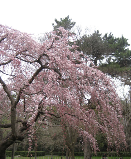 見事なしだれ桜