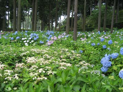 一万株の紫陽花が咲き誇る