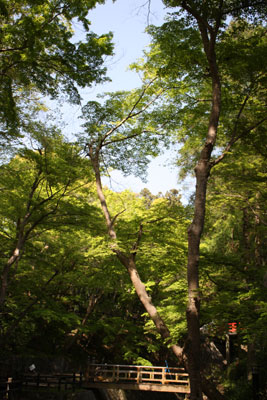 新緑の根来寺境内