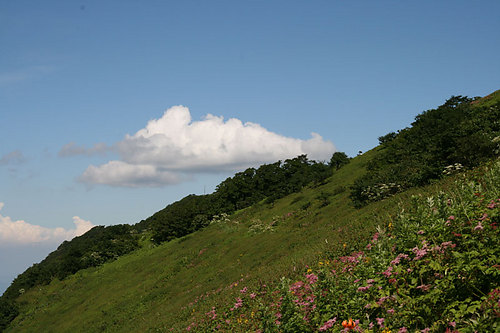 お花畑と夏雲