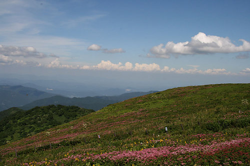 百花繚乱のお花畑