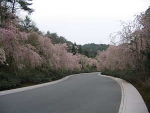 桜の季節_美術館へと続くプロムナード