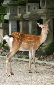 奈良の鹿_神の使い