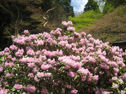 石楠花