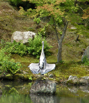 天龍寺の五位鷺