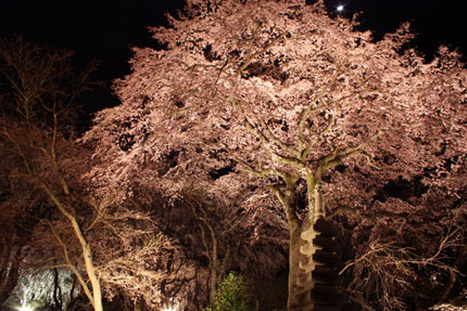 佐野藤右衛門邸の夜桜